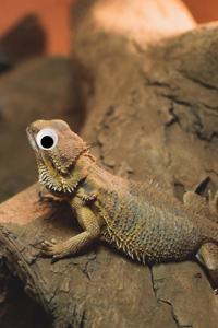 Googly Eye Bearded Dragon Journal