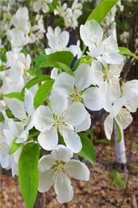 Springtime 2019 Weekly Planner White Floral Beauty 134 Pages