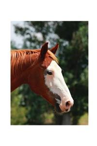 Equine Journal