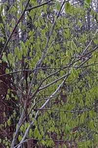 School Composition Book Forest Spring Growth