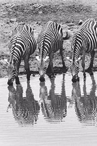 Notizbuch Zebra