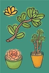 Succulents