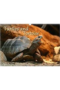 Turtles and Tortoise / UK-Version 2018