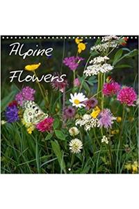 Alpine Flowers 2018