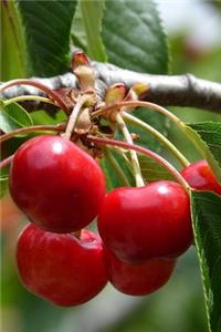 Cherries on a Tree Journal