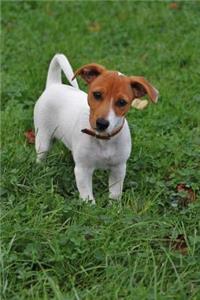 Such a Cute Little Jack Russell Terrier Puppy Dog Journal