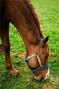 Equine Journal Chestnut After Bath