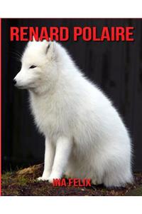 Renard Polaire