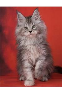 Maine Coon Cat