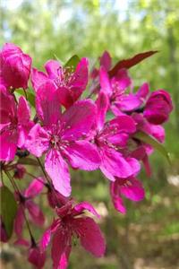 2019 Weekly Planner Full Bloom Flowering Tree Branch 134 Pages
