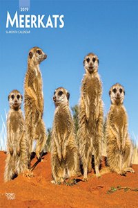Meerkats 2019 Square Wall Calendar