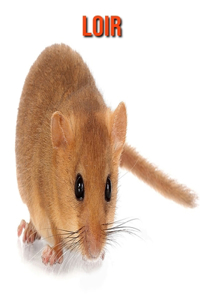 Loir