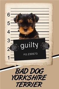 Bad Dog Yorkshire Terrier