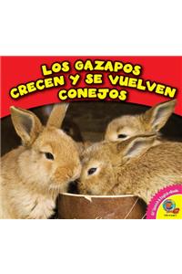 Los Gazapos Crecen y Se Vuelven Conejos