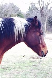 Sunny the Horse Journal