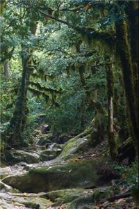 Old Growth Forest Journal