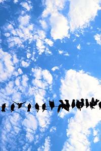 Black Birds on a Wire Journal