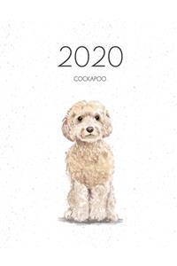 2020 Cockapoo