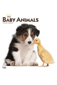 Baby Animals 2020 Square