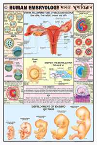 Teachingnest | Human Embryology Chart 70X100 Cm | English & Hindi Combined | Human Physiology Chart | Laminated | Wall Sticking