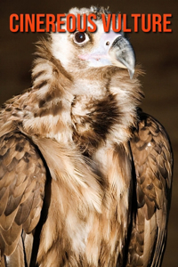 Cinereous vulture