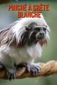 Pinché à Crête Blanche