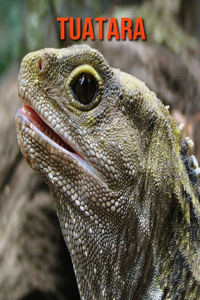 Tuatara