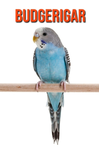 Budgerigar