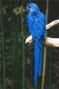 Blue Parrot Journal