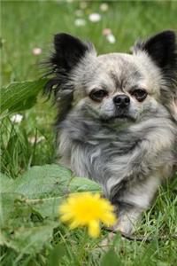 So Cute Fluffy Long-Haired Chihuahua Dog Journal