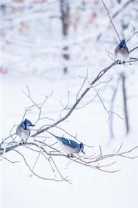 Three Blue Jays Snowy Winter Branch Journal