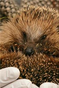 Holding a Cute Hedgehog Journal