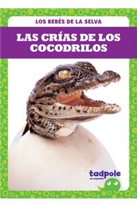 Las Crías de Los Cocodrilos (Crocodile Hatchlings)