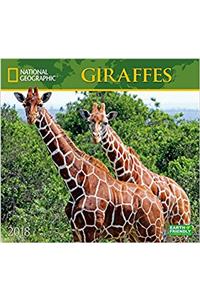 National Geographic Giraffes 2018 Wall Calendar