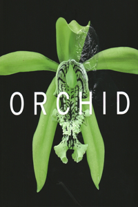 Orchid