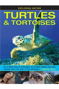 Exploring Nature: Turtles & Tortoises