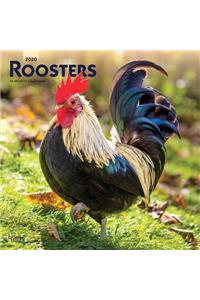 Roosters 2020 Square