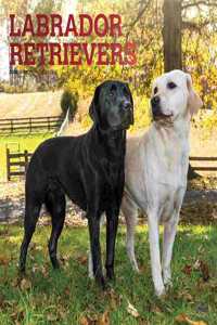 Labrador Retrievers 2022 Square