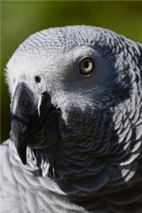 Close-Up Profile of an African Grey Parrot Journal