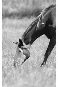 Petite Equine Journal