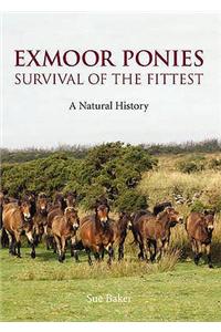 Exmoor Ponies Survival of the Fittest