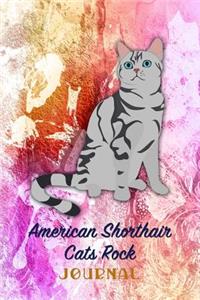 American Shorthair Cats Rock