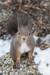 Squirrel Animal Journal