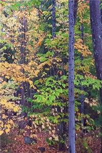 Journal Autumn Foliage Fall Forest