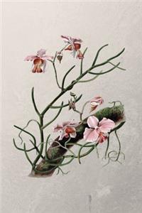 Meine Orchideensammlung