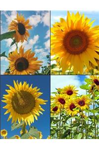 Sunflowers Picture Notebook Journal 150 Page College Ruled Pages 8.5 X 11