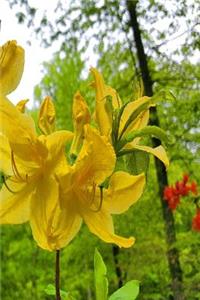 Springtime 2019 Daily Planner Vibrant Yellow Blooms 384 Pages