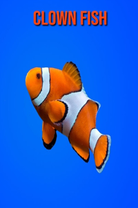 Clown Fish