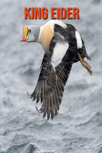 King Eider