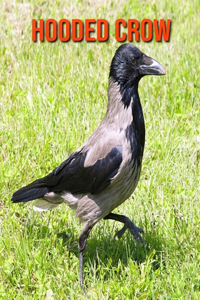 Hooded Crow